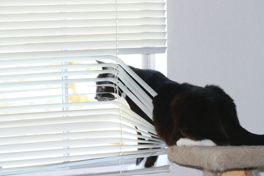black and white cat on white window blinds